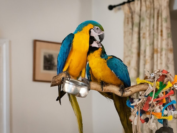 blue-and-gold-macawss